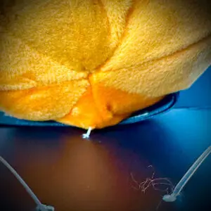 labubu halloween pumpkin bottom cable tie