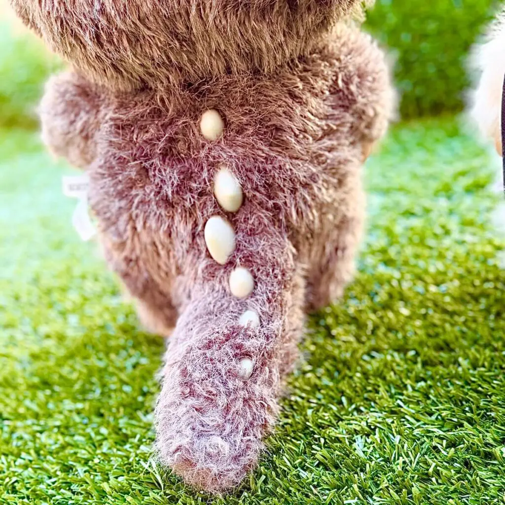 Zimomo I Found You closeup of spiked back and tail